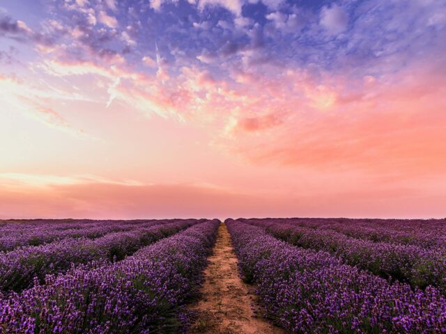 photo lavender flower field under pink sky