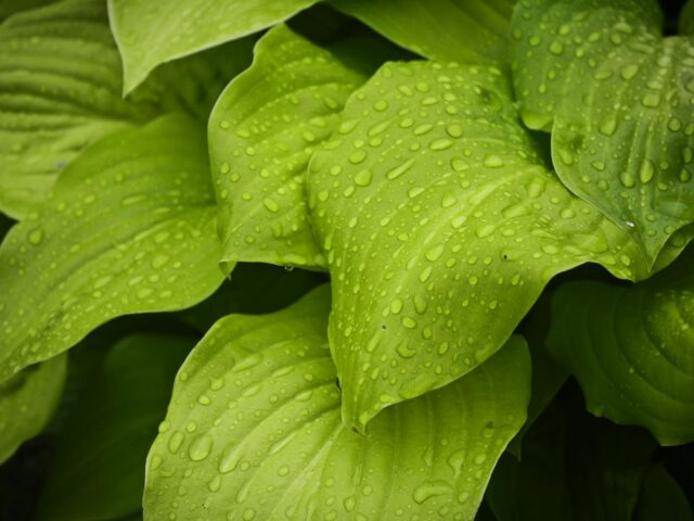 macro photography of water drops on green leaves