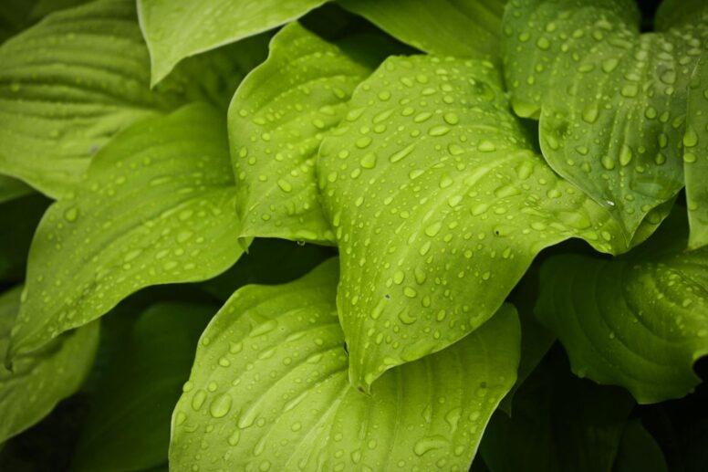 macro photography of water drops on green leaves