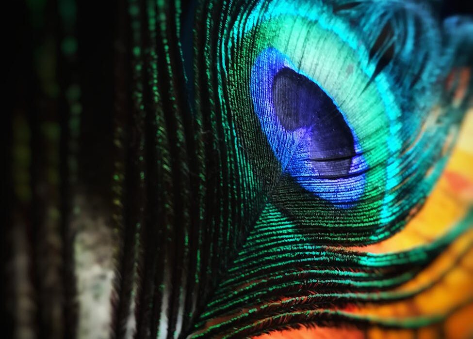 green and blue peacock feather